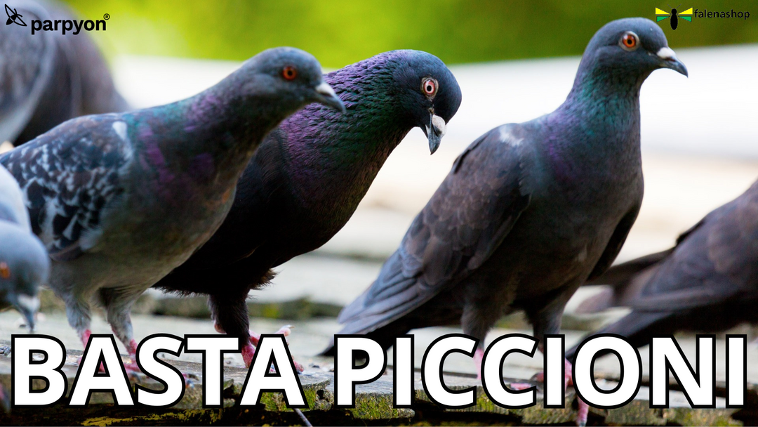 BASTA PICCIONI come allontanarli definitivamente dalla vostra abitazione